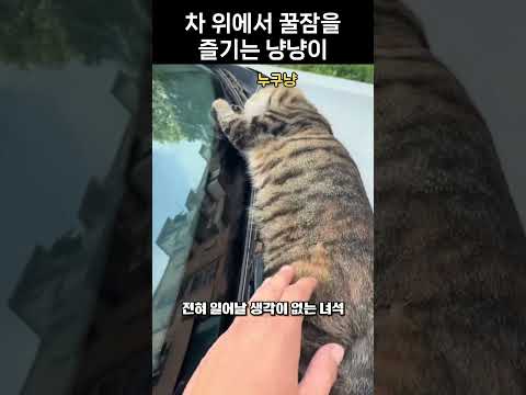 차 위에서 꿀잠을 즐기는 냥냥