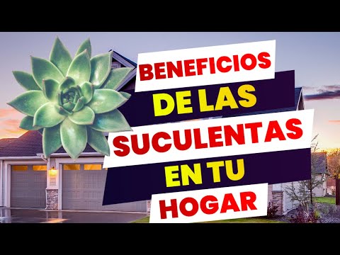 Los increíbles beneficios de tener plantas suculentas en tu hogar