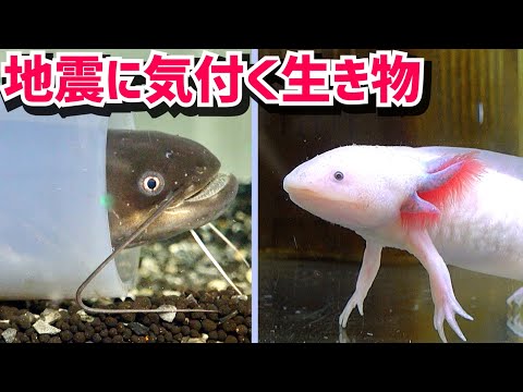 地震前に異変に気づく生き物たちがスゴイ…