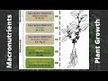 Plant Nutrient Deficiencies and Functions