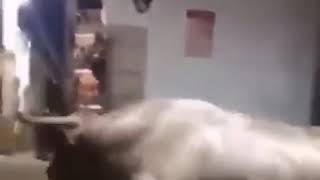 A bull running into a fucking wall