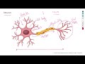 Neuroscience Concepts and Functions