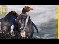South Georgia Island: History and Conservation