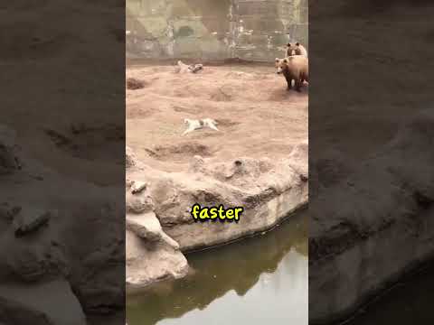 Cat Fell in Bear Habitat (@pocketzoo) #shorts