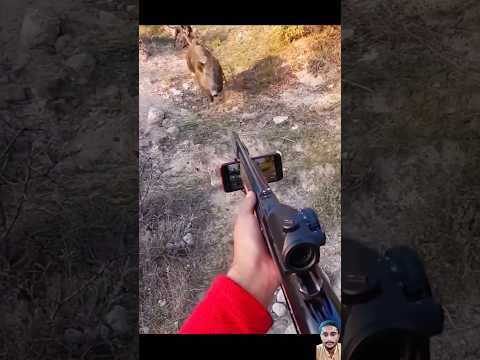 magnifique cliché de sanglier #chasse #hunting #wildboar #jabali