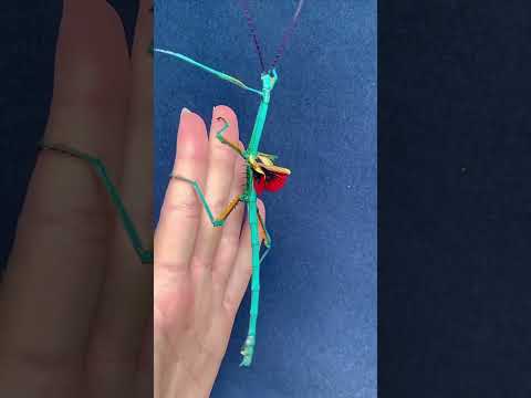 Insect Wildlife Transformation!!! #animals #animallife #shorts