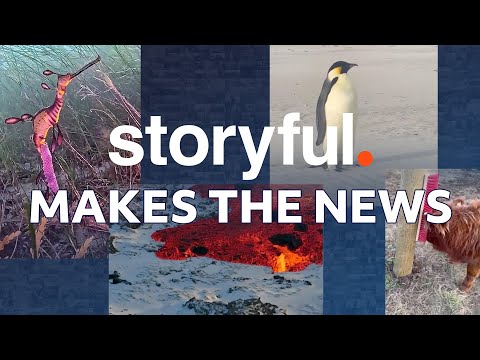 The Storyful Cut Nov 19th '24