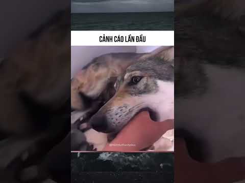 #memes #funny #shortvideo Chỉ vì miếng cơm