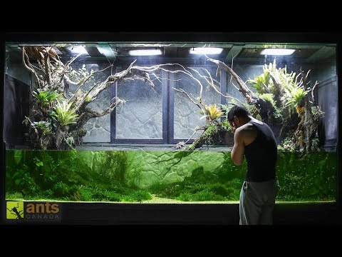Saving My Giant Wetlands Ecosystem Vivarium from Algae