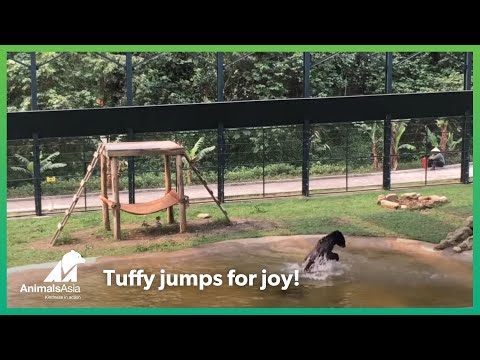 Freed from a bear bile farm - Tuffy jumps for joy