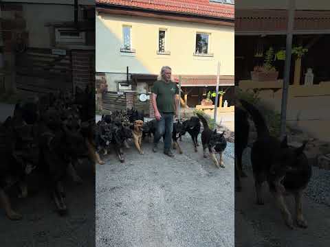 Schäferhunde am Morgen #germanshepherd #germanshepheard #ohneleine#hunde#short