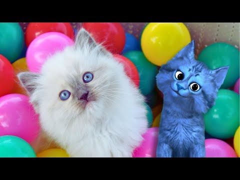 Funny Cats vs Ball Pits | Blucat Reacts