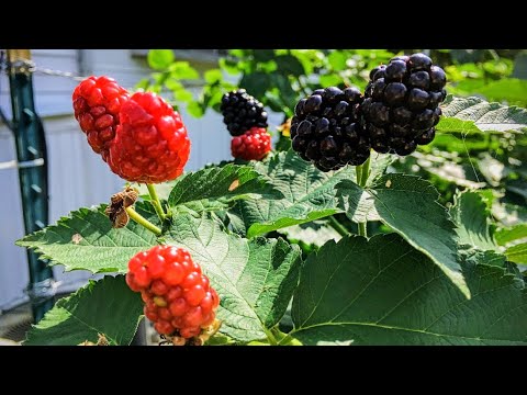 Thornless Marionberry Plants For Sale - 09/2021