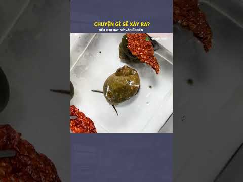 Chuyện gì sẽ xảy ra nếu ta cho hạt nở vào bên trong ốc sên? #shorts