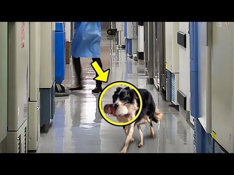 Dog Suddenly Ran Into The Hospital. Nurse Broke Down in Tears When She Discovered The Reason!
