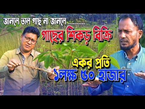 দেড় লক্ষ টাকা এক একর জমিতে। কিভাবে এই ঔষধি শিমুল গাছ চাষ করবেন। নাটোর