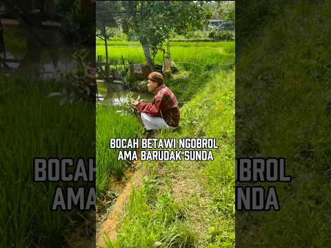 jadi ini, padi apa pare ??