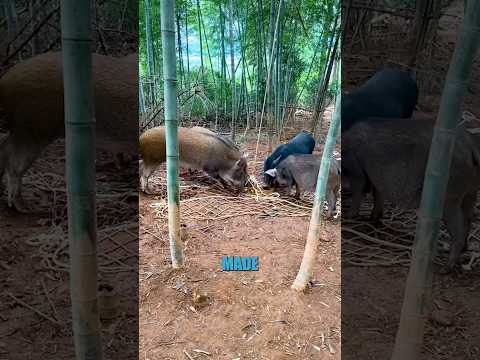 What is a boar buster?