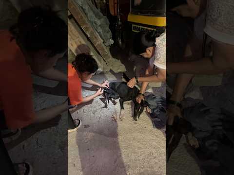 URGENT CASE🚨 Raat ke 2 baje jana padha😓 #lifeofdeepa #minivlog #streetdogshelp #streetdogslife