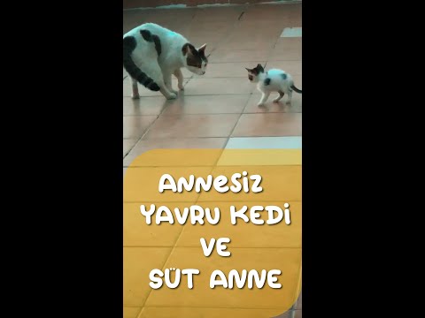 ANNESİZ YAVRU KEDİ VE SÜT ANNE ALIŞMA SÜRECİ