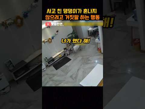사고 친 댕댕이가 혼나지 않으려고 거짓말 하는 행동