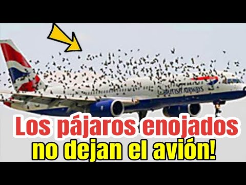 Los pájaros enojados no dejaban el avión! Hasta que algo extraño sucedió.