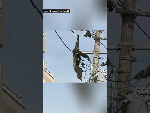 . “🐒 Chimp बिजली Pole पर चढ़ा ⚡ | Tranquilizer💉 के बाद भी Attack on Crew 😱”