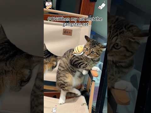 #funny #cat #مقاطع #pets #مضحك #animals #اكسبلور #sorts #duet #ترند #cats #funnyanimals #animals hhh