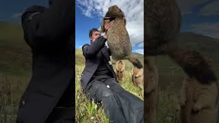 These marmots want to kidnap me for cookies #animals #cute #funnycute