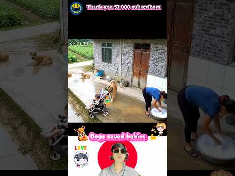 Dogs Saved Babies 🐕‍🦺💪👶赤ちゃんと犬 #dog #baby #saved #赤ちゃん