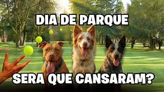 Levamos Nossos Cães Para Uma Tarde No Parque