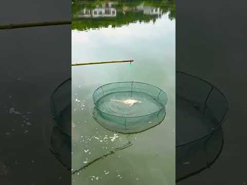 Chinese people catch fish with chicken  #new #fishing #fish #catch #people