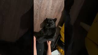 He is Friend Shaped