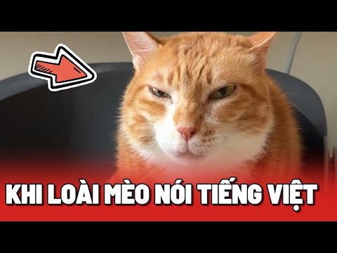 Những khoảnh khắc khi loài mèo tập nói Tiếng Việt (Phần 3) 😂