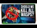 Understanding Wasps: Their Role and Importance