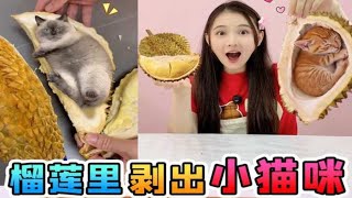 榴槤裡能找到「小貓咪」？隔著榴槤聽到貓咪叫，剝開竟有隻小橘貓 #小貓咪 #尋寶 #測評