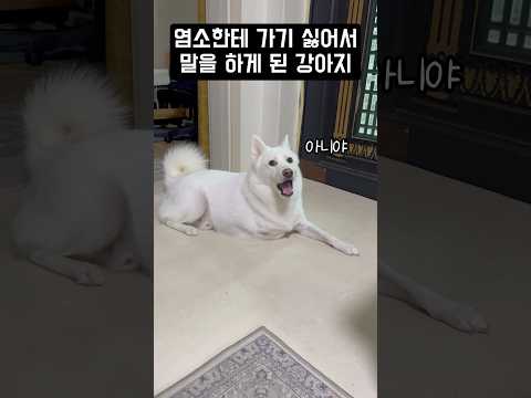 염소한테 가기 싫어서 말을 하게 된 강아지 #shorts
