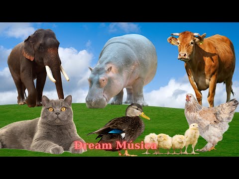 Fun Sounds of Farm Animals: Cow, Elephant, Duck, Cat, Chicken - Animal Sounds