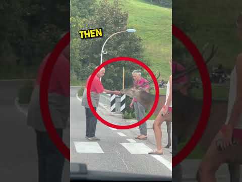 Kind Old Man Helps Frozen Deer Cross A Busy Street😯❤️#shorts