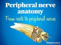Understanding Peripheral Nerve Structure