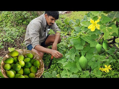 सड्यावर फिरून आणली पावसाळ्यात मिळणारी काटला, कोकणातील रानभाजी | Traditional kokan @TejaGurav