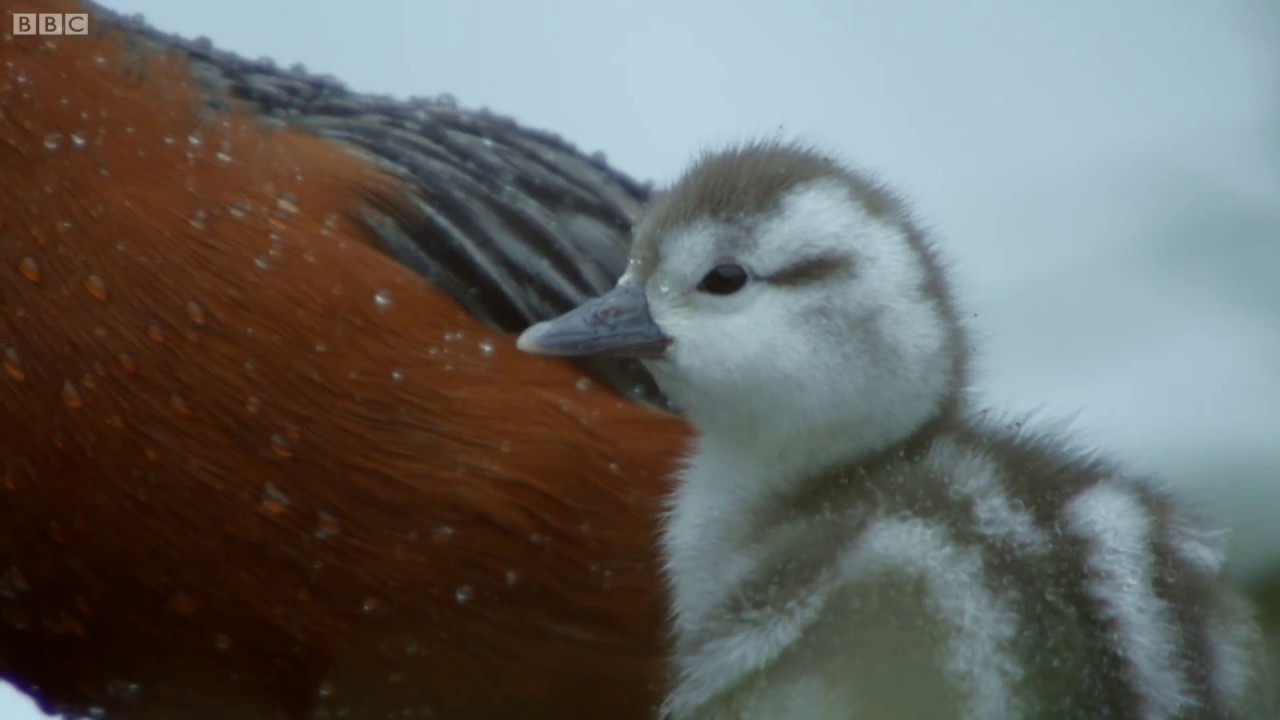 Duckling Swept Away From Parent Wild Patagonia BBC Earth