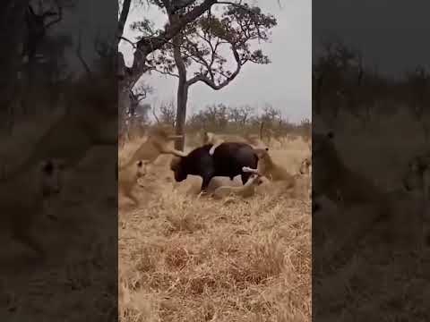 Buffalos scare away lions