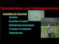 Cellular Organization and Tissue Types