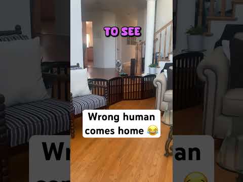 Dog Is Not Happy When Wrong Human Comes Home 😆(@beastie25)