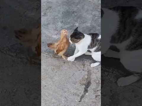 Tingkah Kucing dan ayam bikin ngakak #comedycat #sayangkucing #sayangikucing #animals #ayam