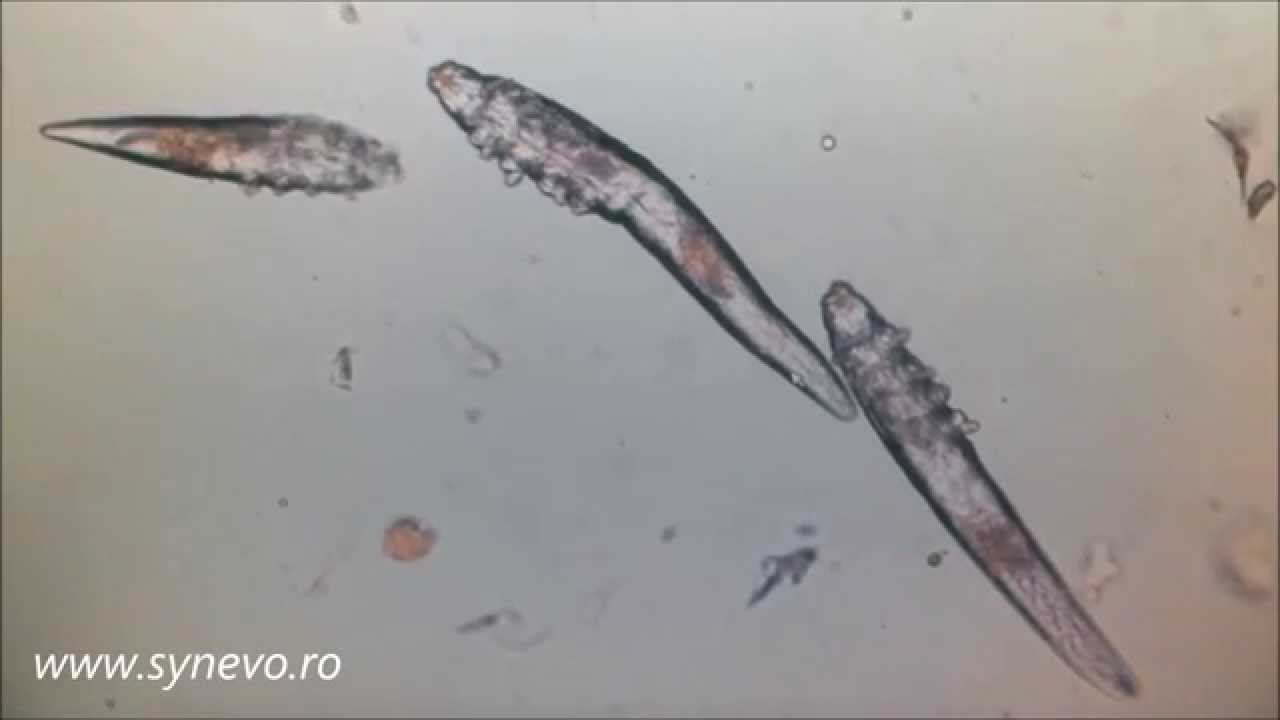 Paraziţi: Demodex folliculorul şi brevis