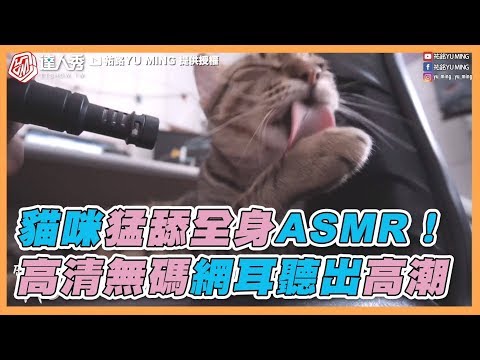 【貓咪猛舔全身ASMR！ 高清無碼網耳聽出高潮】