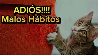 Música Para Alejar Malos Hábitos En Gatos MUY EFECTIVO - RELAJANTE