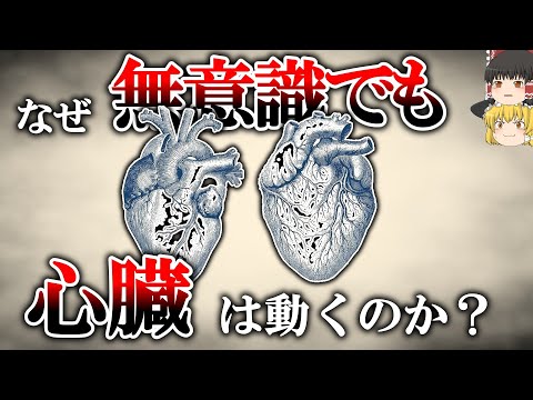 睡眠中、体の中はどうなっているのか【ゆっくり解説】【雑学】